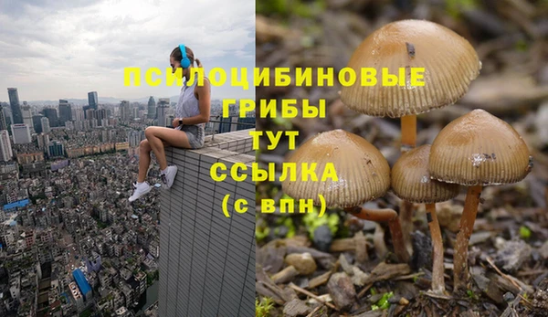 стаф Богданович